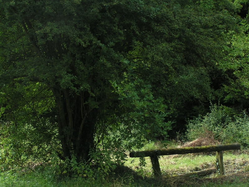 DIVERS 2009 632.jpg